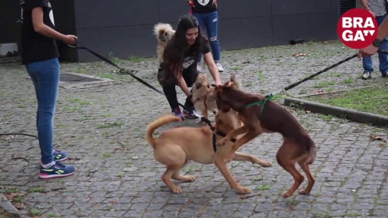 Caes para Adoção em Braga: Encontre o Seu Melhor Amigo