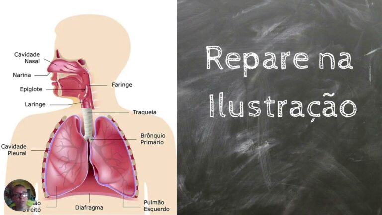Entendendo o Sistema Respiratório para o 6º Ano