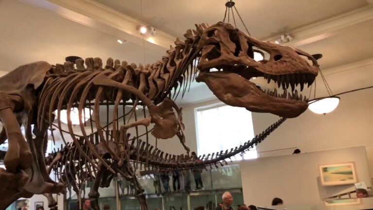 Descubra o Fascínio do Museu de História Natural dos EUA