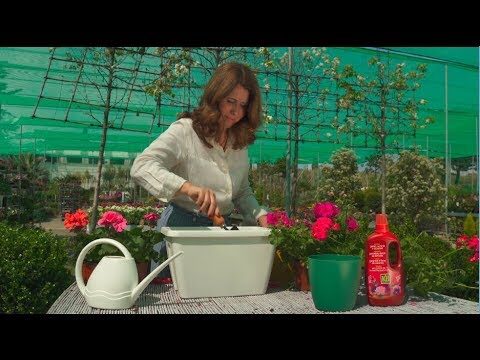 Sardinheira: Benef&iacute;cios e Cultivo da Planta
