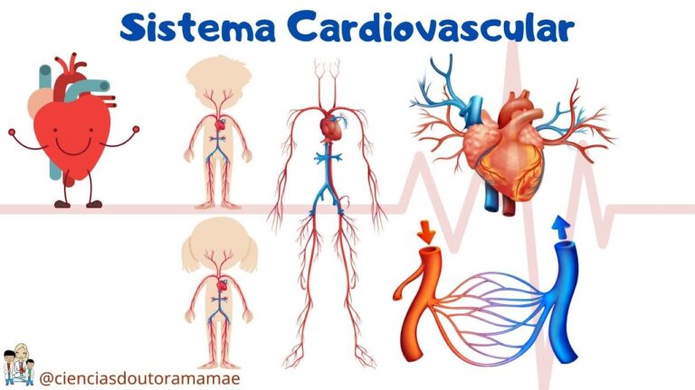 Fichas de Ciências: Sistema Urinário para o 6º Ano