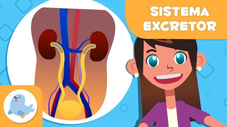 Fichas de Ci&ecirc;ncias: Sistema Excretor para 6&ordm; Ano