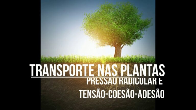 Entendendo a Hip&oacute;tese da Press&atilde;o Radicular
