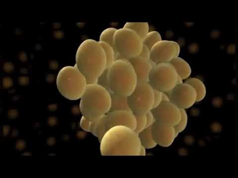 Argumentos Paleoclimáticos: Uma Análise Crítica