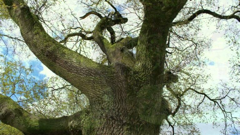 Versos Naturais: Poemas Celebrando Árvores