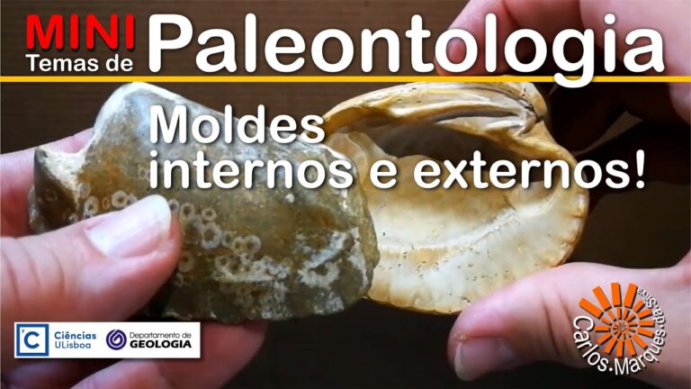 Explorando o Molde Externo Fóssil: Formação e Importância