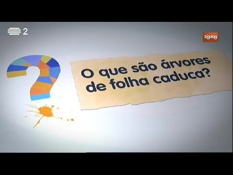 As Melhores &Aacute;rvores de Folha Persistente