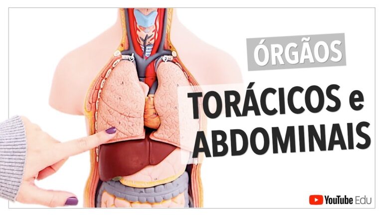 Explorando o Mapa dos Órgãos Internos do Corpo Humano